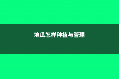 地瓜的养殖方法 (地瓜怎样种植与管理)