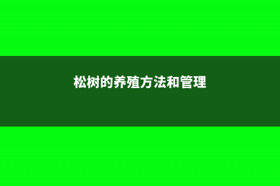 松树的养殖方法与注意事项 (松树的养殖方法和管理)