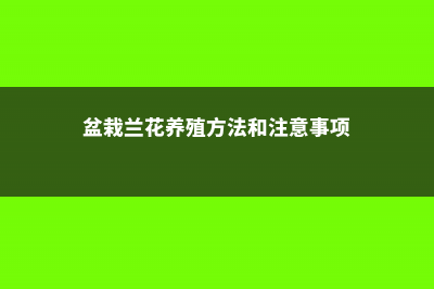 盆距兰的养殖方法 (盆栽兰花养殖方法和注意事项)