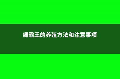 绿霸王的养殖方法 (绿霸王的养殖方法和注意事项)