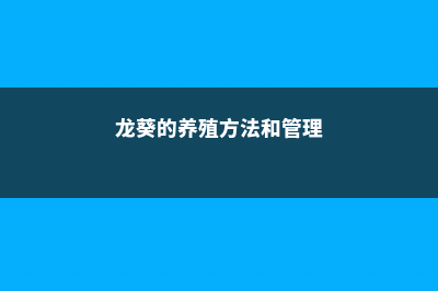 龙葵的养殖方法 (龙葵的养殖方法和管理)