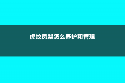 虎纹凤梨怎么养长得好 (虎纹凤梨怎么养护和管理)