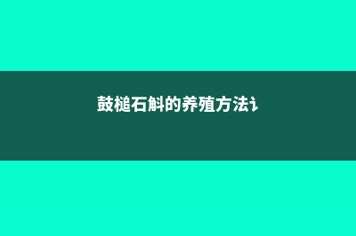 鼓槌石斛的养殖方法 (鼓槌石斛的养殖方法讠)