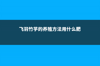 飞羽竹芋的养殖方法 (飞羽竹芋的养殖方法用什么肥)