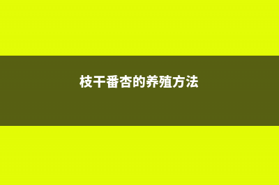 番杏的养殖方法和注意事项 (枝干番杏的养殖方法)