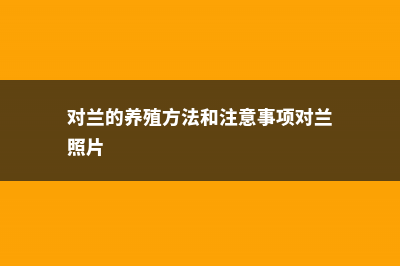 对兰的养殖方法 (对兰的养殖方法和注意事项对兰照片)