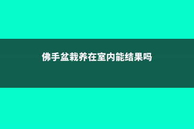 佛手盆栽怎么养殖 (佛手盆栽养在室内能结果吗)