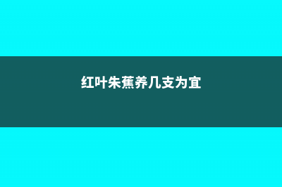 红叶朱蕉适合家里养吗 (红叶朱蕉养几支为宜)