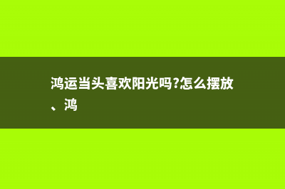 鸿运当头喜欢阳光吗 (鸿运当头喜欢阳光吗?怎么摆放、鸿)