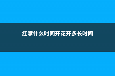 红掌几月份开花 (红掌什么时间开花开多长时间)