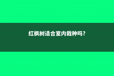 红枫适合室内养吗 (红枫树适合室内栽种吗?)