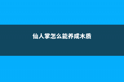 仙人掌怎么能养厚 (仙人掌怎么能养成木质)