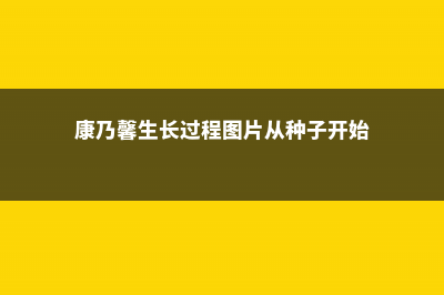 康乃馨幼苗生长过程 (康乃馨生长过程图片从种子开始)