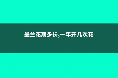 墨兰的花期有多长时间 (墨兰花期多长,一年开几次花)