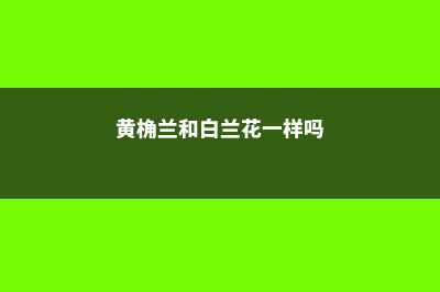 黄桷兰和白兰花的叶片有什么区别 (黄桷兰和白兰花一样吗)