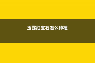 玉露红宝石怎么养 (玉露红宝石怎么种植)