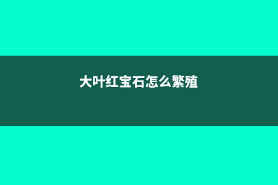 大叶红宝石怎么养 (大叶红宝石怎么繁殖)