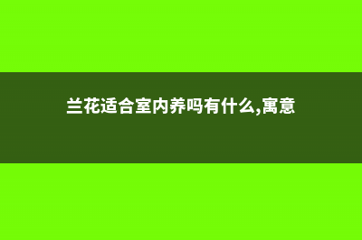 兰花室内养还是室外养 (兰花适合室内养吗有什么,寓意)