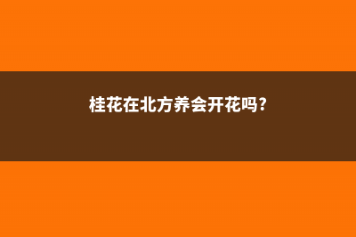 桂花在北方能养活吗 (桂花在北方养会开花吗?)