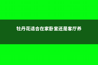 牡丹花适合在家里养吗（附家养要点） (牡丹花适合在家卧室还是客厅养)