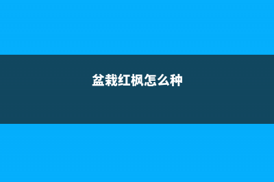 盆栽的红枫怎么养 (盆栽红枫怎么种)