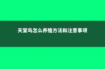 天堂鸟怎么养（家庭养法） (天堂鸟怎么养殖方法和注意事项)