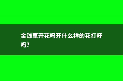 金钱草会开花吗 (金钱草开花吗开什么样的花打籽吗?)