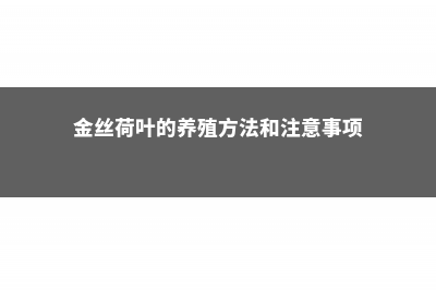 金丝荷叶的养殖方法 (金丝荷叶的养殖方法和注意事项)