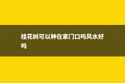 桂花树可以种在院子里吗 (桂花树可以种在家门口吗风水好吗)