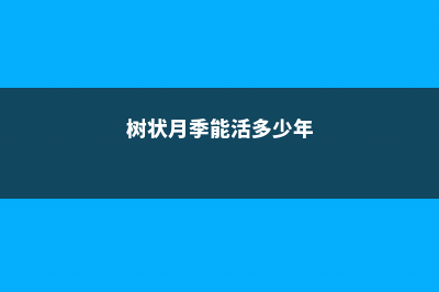 树状月季能养几年 (树状月季能活多少年)