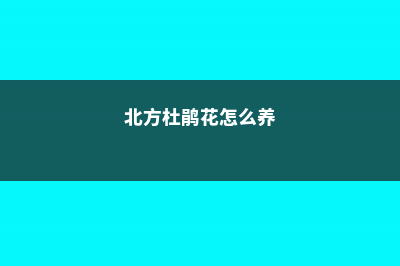 北方杜鹃花怎么养（家庭养法） (北方杜鹃花怎么养)