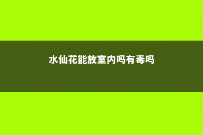 水仙花能放室内吗，在家怎么养？ (水仙花能放室内吗有毒吗)