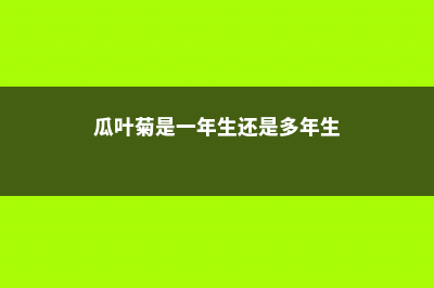 瓜叶菊好养吗，该怎么养？ (瓜叶菊是一年生还是多年生)