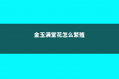 金玉满堂花好养吗，该怎么养？ (金玉满堂花怎么繁殖)