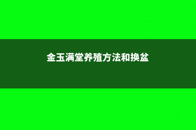 金玉满堂的养殖方法 (金玉满堂养殖方法和换盆)