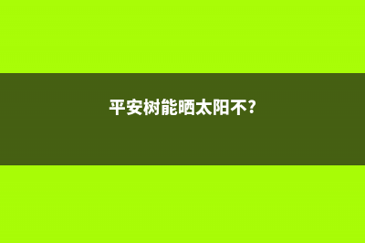 平安树能晒太阳吗，该怎么晒太阳？ (平安树能晒太阳不?)