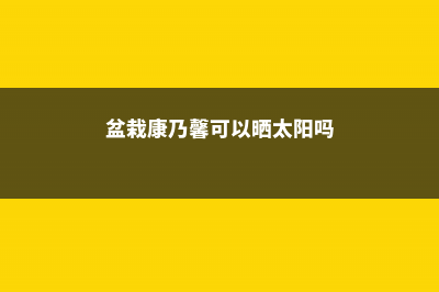 盆栽康乃馨可以养多久 (盆栽康乃馨可以晒太阳吗)