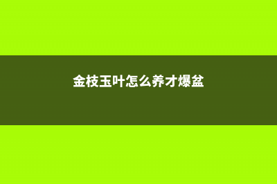 金枝玉叶怎么养，怎么浇水？ (金枝玉叶怎么养才爆盆)