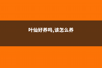 叶仙好养吗，该怎么养？ (叶仙好养吗,该怎么养)