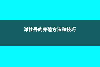 洋牡丹的养殖方法和注意事项 (洋牡丹的养殖方法和技巧)