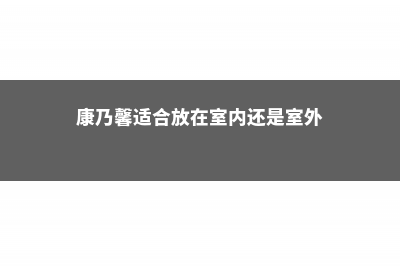 康乃馨放室内还是室外 (康乃馨适合放在室内还是室外)