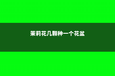 茉莉一盆养几棵，该怎么养？ (茉莉花几颗种一个花盆)