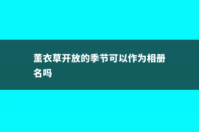 薰衣草开放的季节 (薰衣草开放的季节可以作为相册名吗)