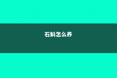 石斛好养吗 (石斛怎么养)