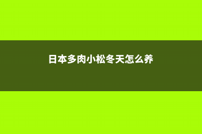 日本多肉小松的养护 (日本多肉小松冬天怎么养)