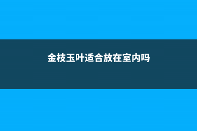 金枝玉叶适合放哪里 (金枝玉叶适合放在室内吗)