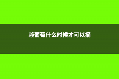 赖葡萄什么时候种 (赖葡萄什么时候才可以摘)