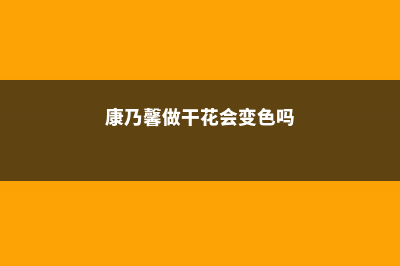 康乃馨可以做干花吗 (康乃馨做干花会变色吗)