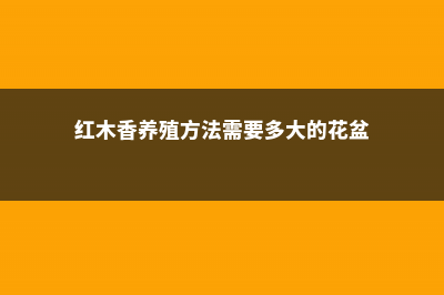 红木香的养殖方法，红木香花啥时候种植 (红木香养殖方法需要多大的花盆)