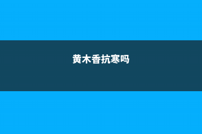 黄木香耐寒吗，黄木香冬季越冬温度 (黄木香抗寒吗)